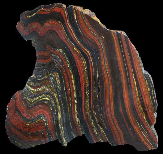 Polished Tiger Iron Stromatolite - ( Billion Years) #64007